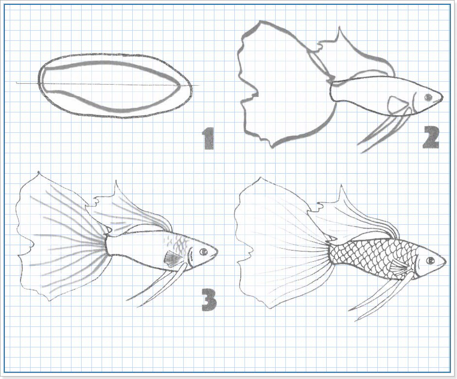 рисуем рыбку гуппи